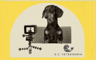 El sábado 20, «photocall» navideño en GC Veterinaria!