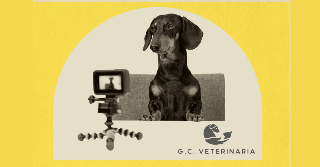 El sábado 20, «photocall» navideño en GC Veterinaria!